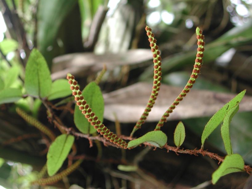 Polypodiaceae Microgramma reptans