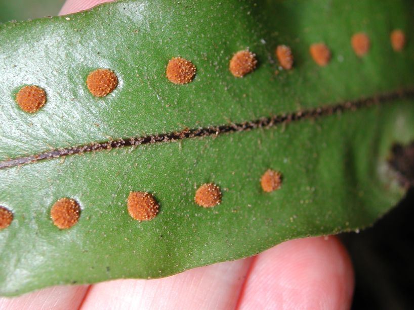 Polypodiaceae Microgramma percussa