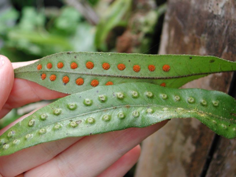 Polypodiaceae Microgramma percussa