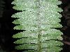 image of Nephrolepis pectinata
