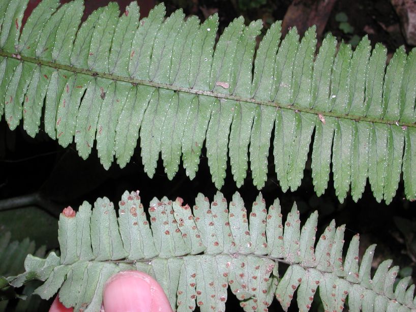 Nephrolepidaceae Nephrolepis pectinata