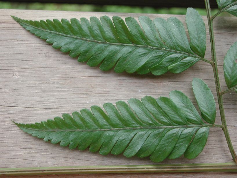 Dryopteridaceae Polybotrya osmundacea