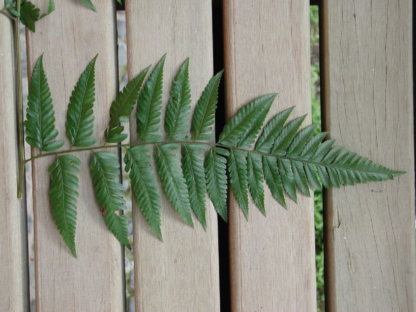 Dryopteridaceae Polybotrya osmundacea