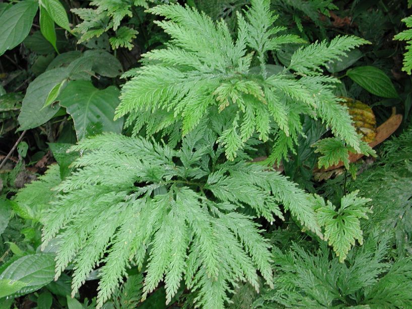 Selaginellaceae Selaginella anceps