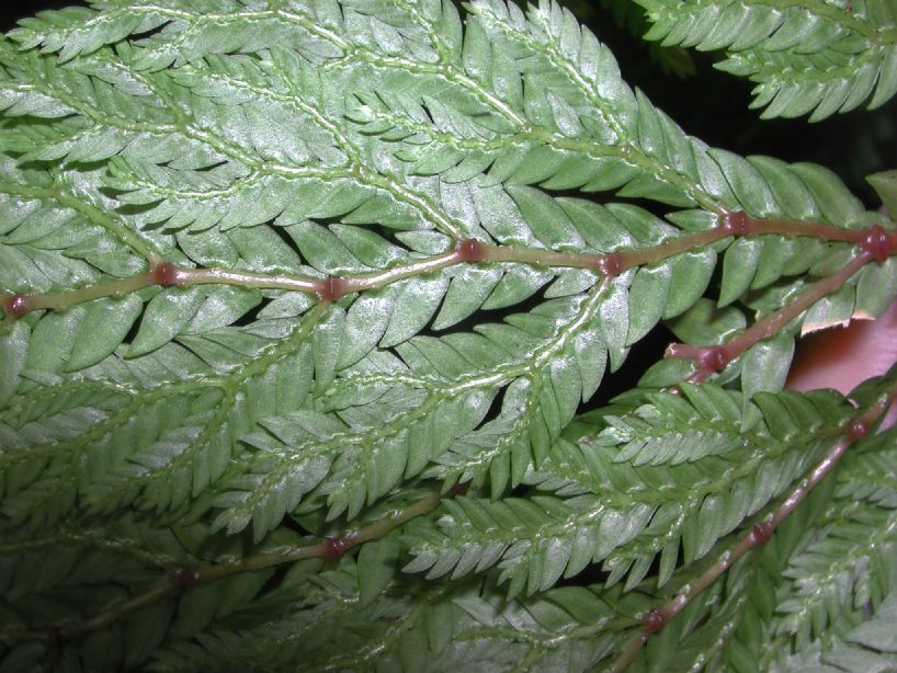 Selaginellaceae Selaginella geniculata, vel aff.