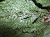 image of Selaginella geniculata, vel aff.