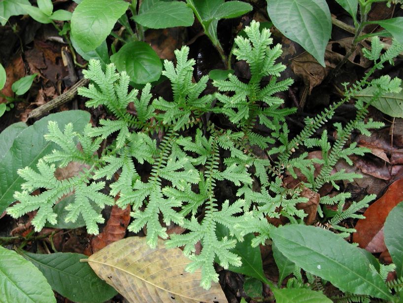 Selaginellaceae Selaginella diffusa