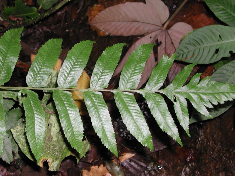 Dryopteridaceae Stigmatopteris killipiana