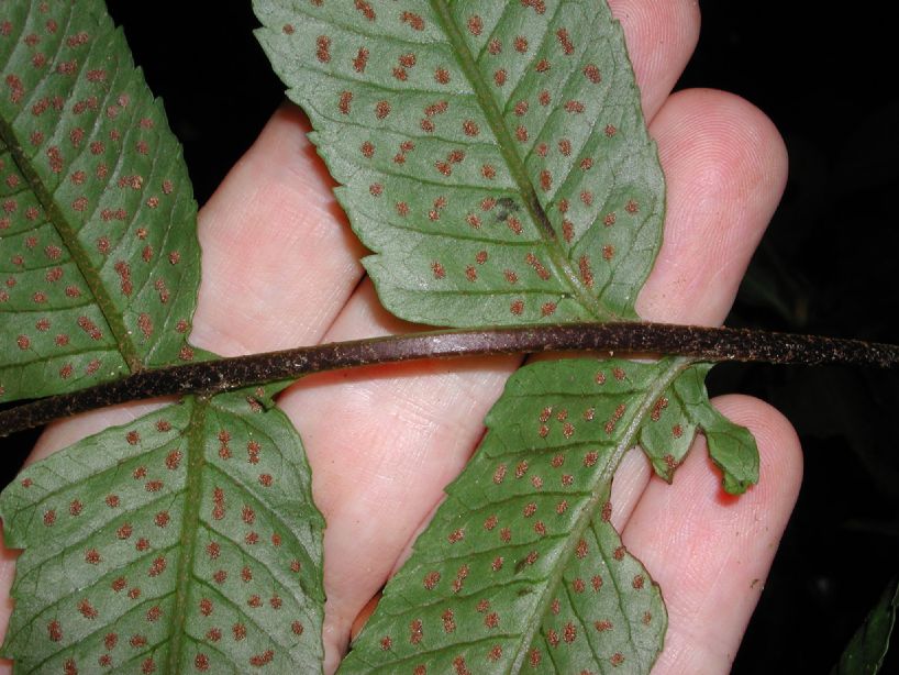 Dryopteridaceae Stigmatopteris killipiana