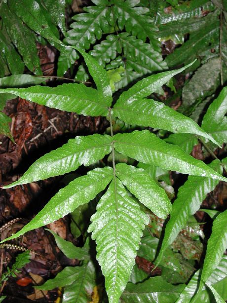Tectariaceae Tectaria pilosa