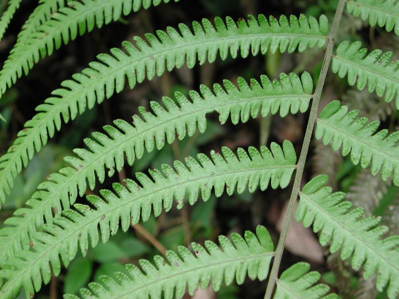 Thelypteridaceae Amblovenatum opulentum