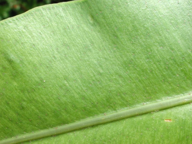 Dryopteridaceae Elaphoglossum antisanae