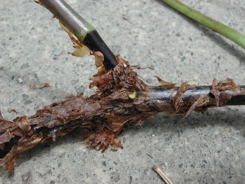 Dryopteridaceae Elaphoglossum antisanae