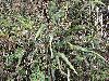 image of Elaphoglossum cupidatum
