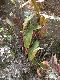 image of Elaphoglossum corazonense