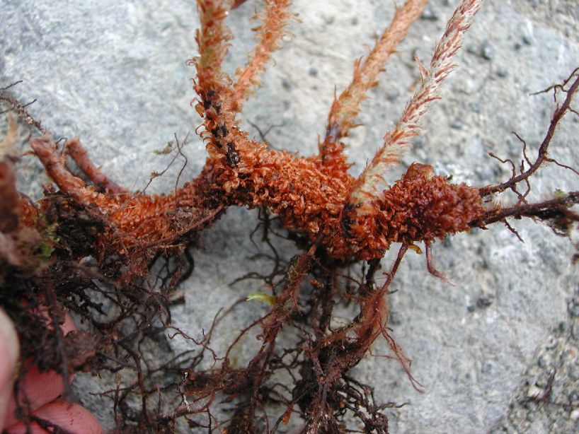 Dryopteridaceae Elaphoglossum corazonense