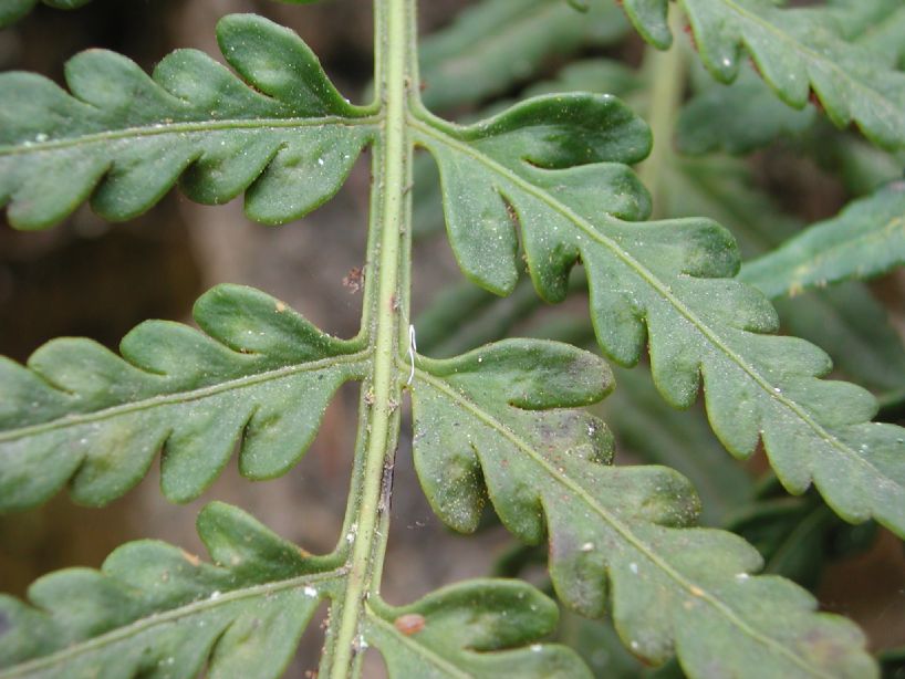 Polypodiaceae Pleopeltis murorum
