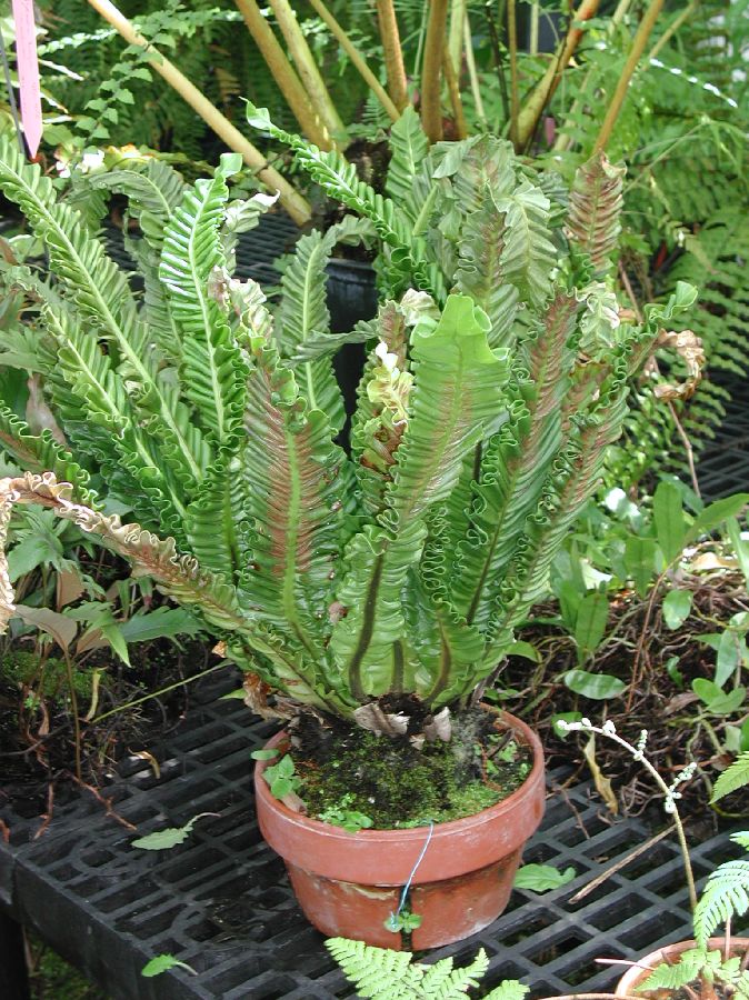 Aspleniaceae Asplenium nidus