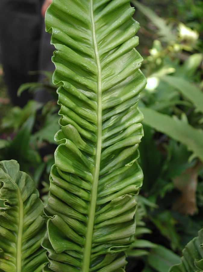 Aspleniaceae Asplenium nidus