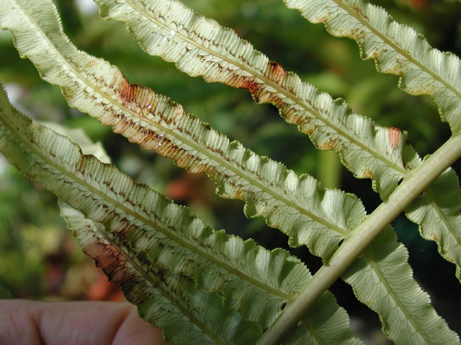 Blechnaceae Brainea insignis