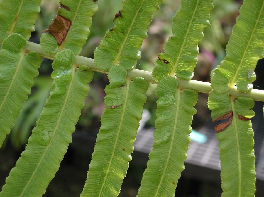 Blechnaceae Brainea insignis