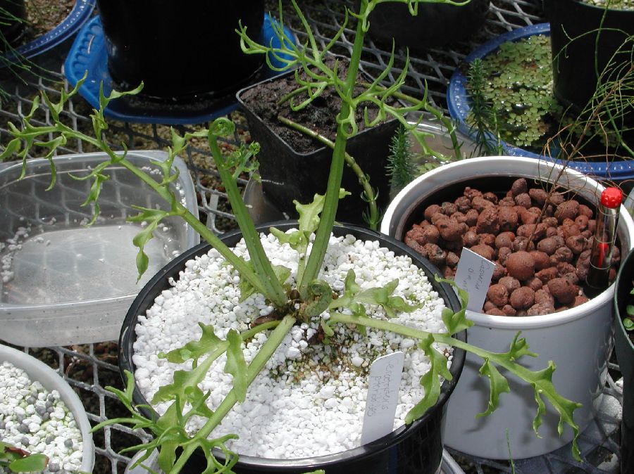 Pteridaceae Ceratopteris thalictroides