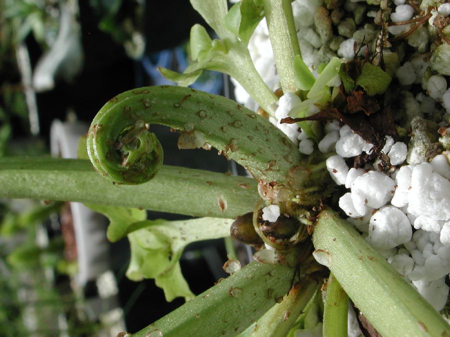 Pteridaceae Ceratopteris thalictroides