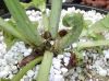 image of Ceratopteris thalictroides