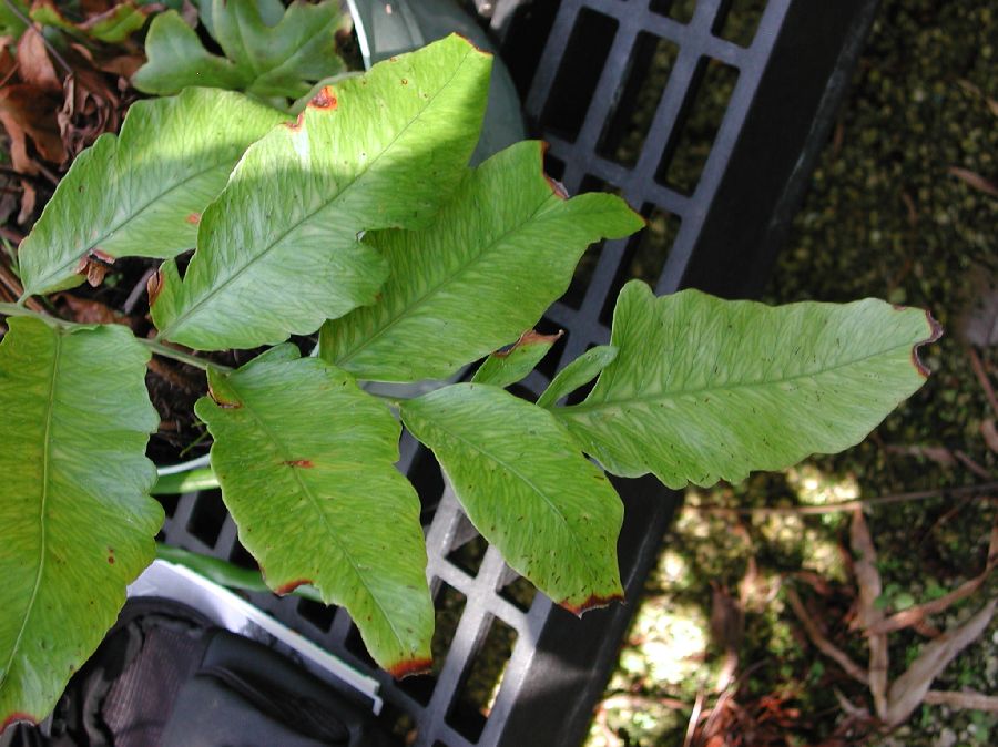 Dryopteridaceae Cyclodium meniscioides