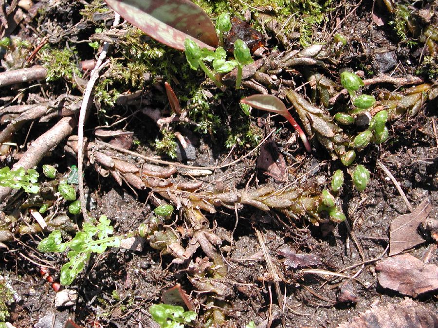 Cystopteridaceae Cystopteris protrusa