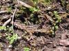 image of Cystopteris protrusa