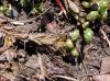 image of Cystopteris protrusa