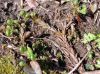 image of Cystopteris protrusa