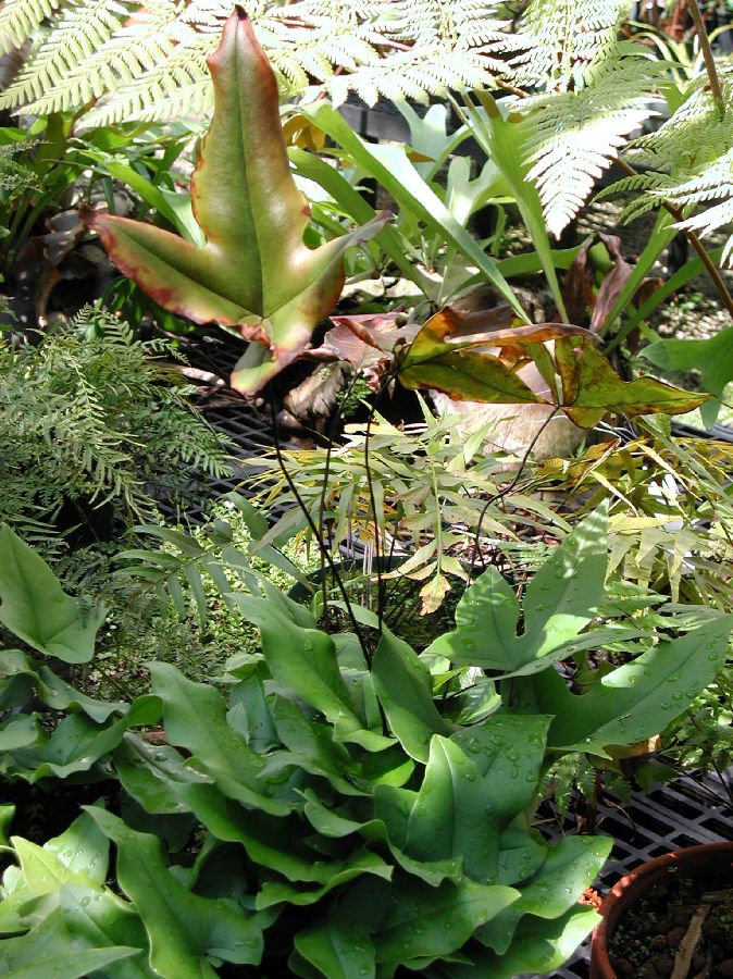 Pteridaceae Doryopteris ludens