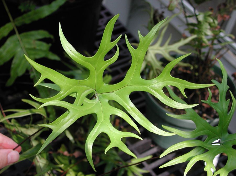 Pteridaceae Doryopteris pedata