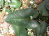 image of Hemionitis arifolia