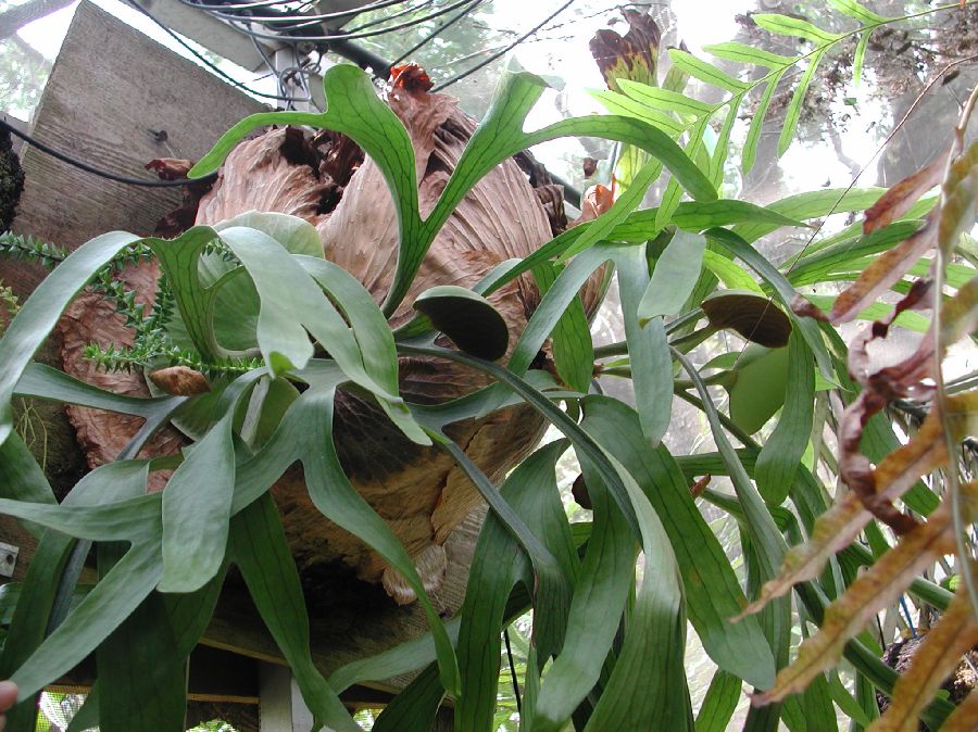 Polypodiaceae Platycerium coronarium