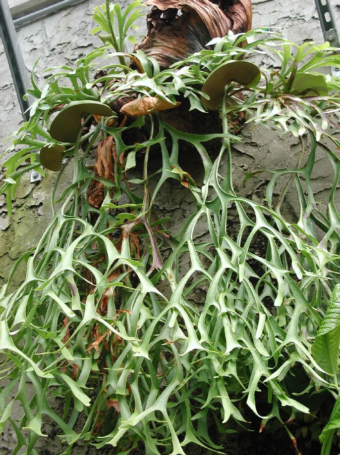 Polypodiaceae Platycerium coronarium