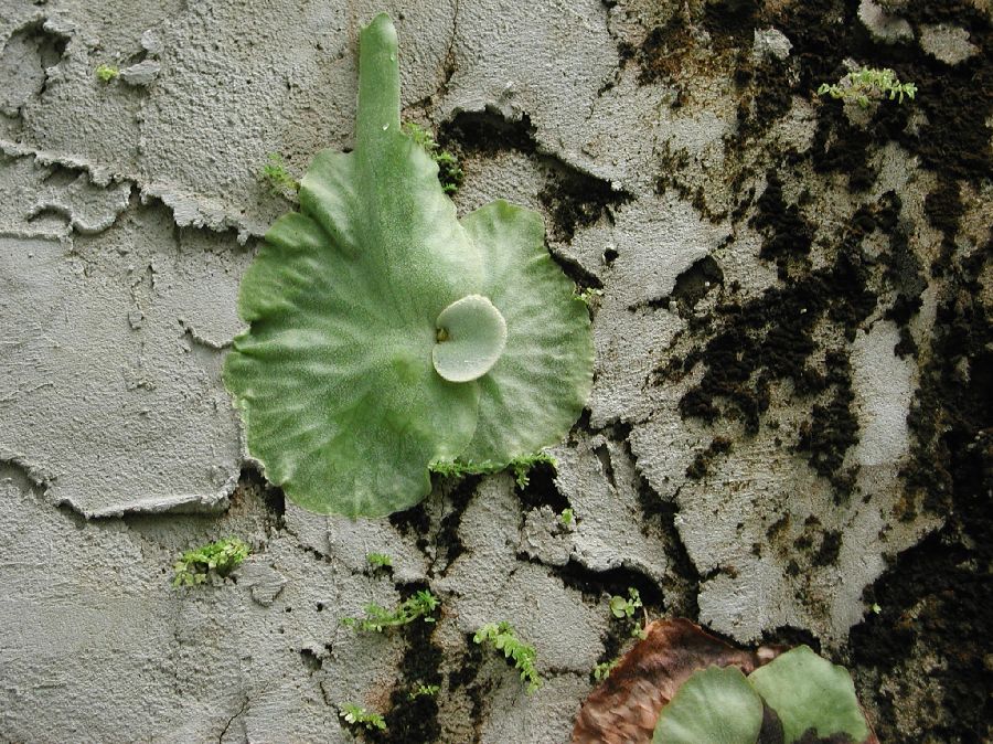 Polypodiaceae Platycerium 
