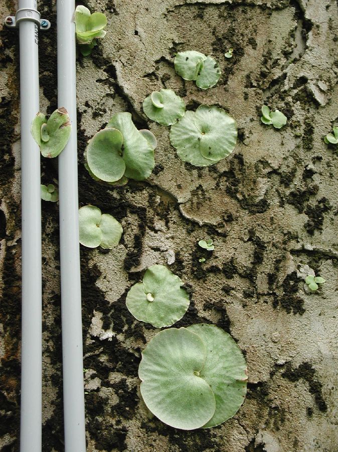 Polypodiaceae Platycerium 