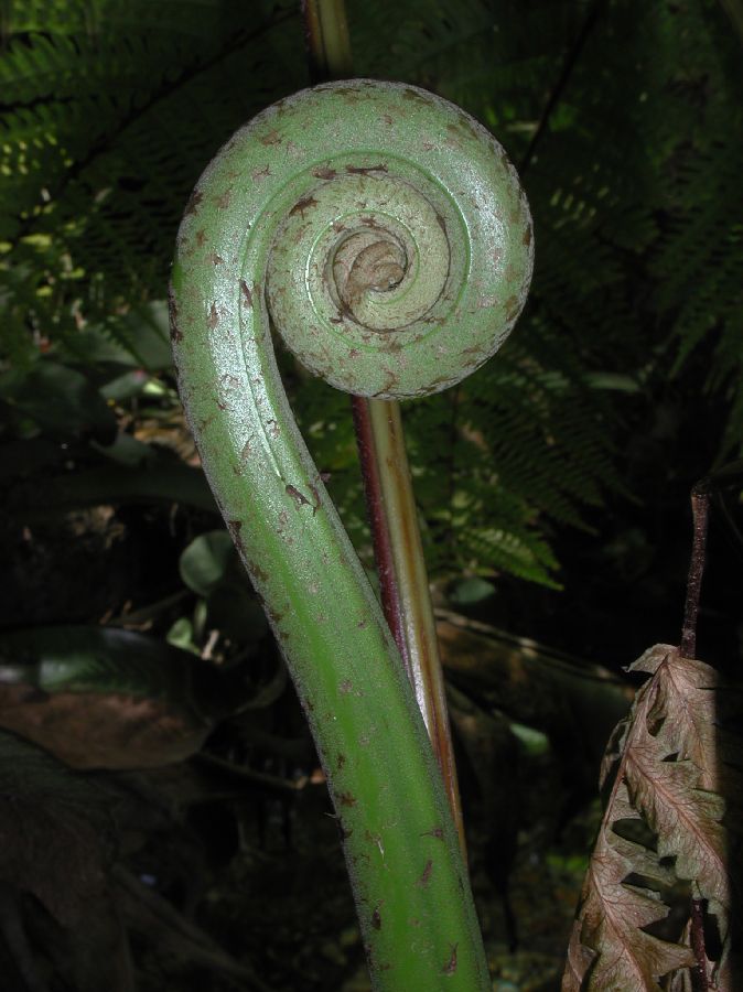 Pteridaceae Pteris tripartita