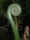 image of Pteris tripartita