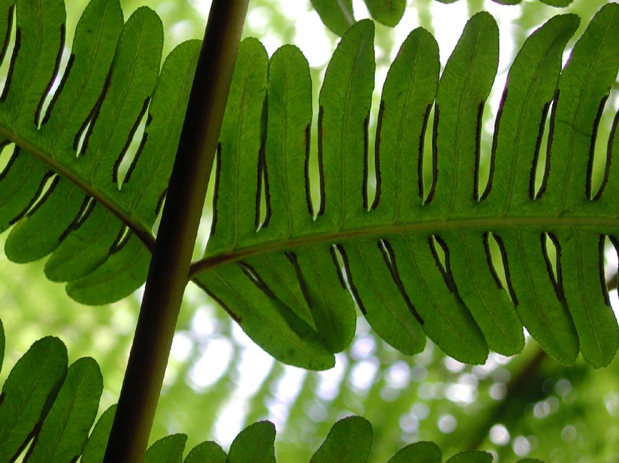 Pteridaceae Pteris tripartita