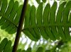 image of Pteris tripartita
