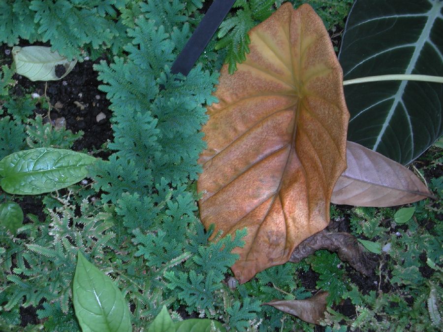Selaginellaceae Selaginella uncinata