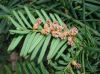 image of Taxus canadensis