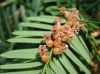 image of Taxus canadensis