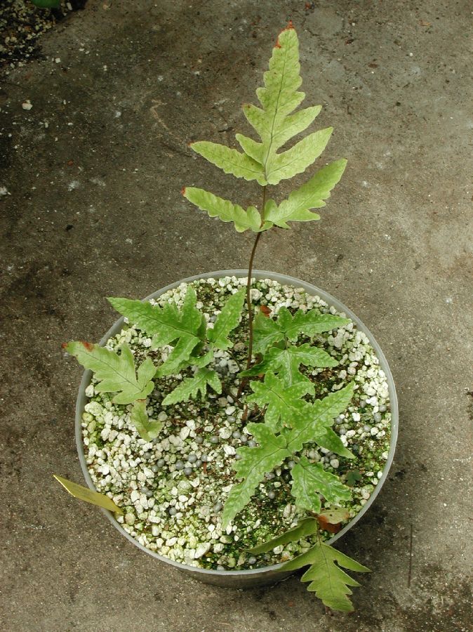 Tectariaceae Tectaria fimbriata