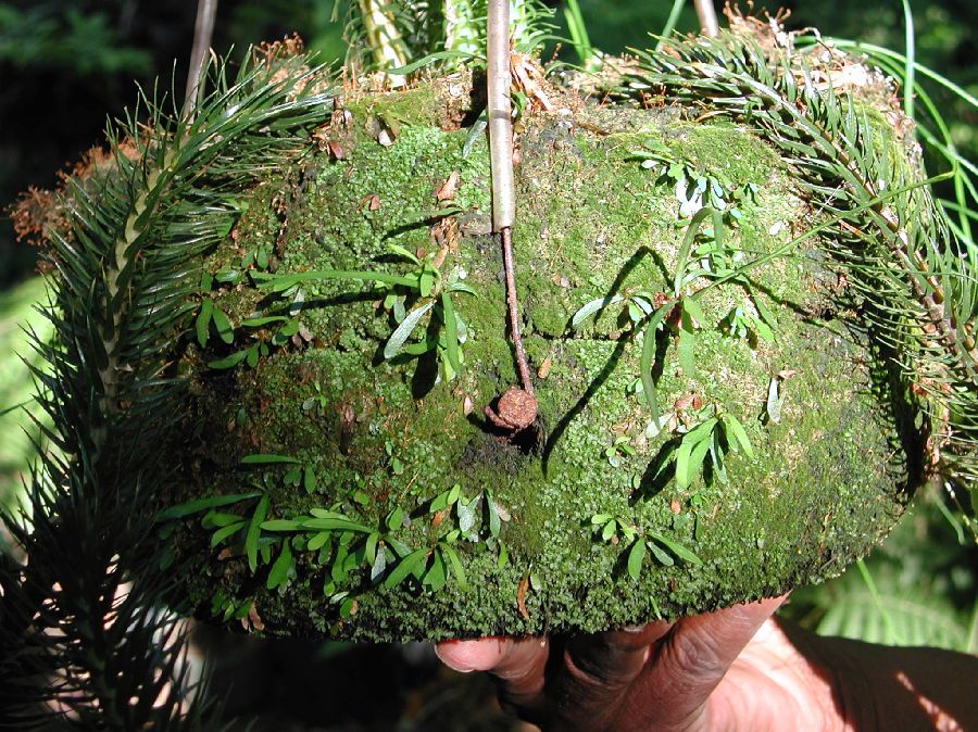 Pteridaceae Vittaria 