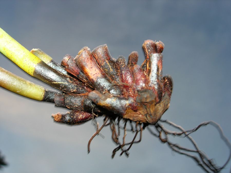 Dryopteridaceae Elaphoglossum auripilum